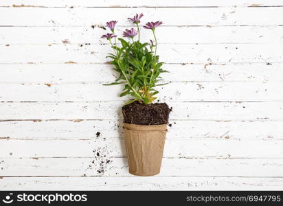 Flower in pot on white wooden table, gardening concept.. Flower in pot on white wooden table, gardening concept