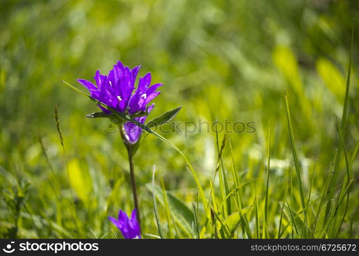 Flower in the grass