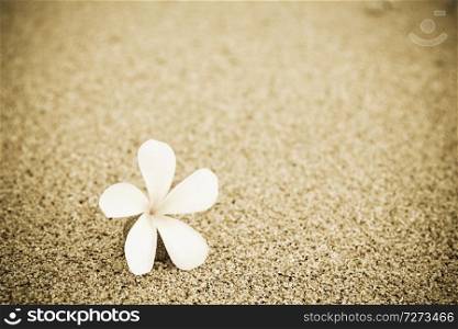Flower in the sand
