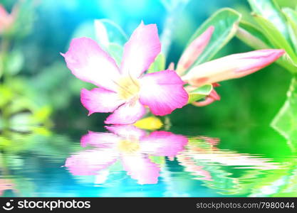 Flower isolated on white background