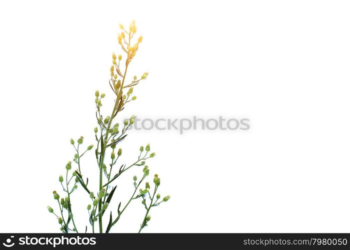 Flower isolated on white background
