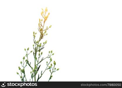 Flower isolated on white background