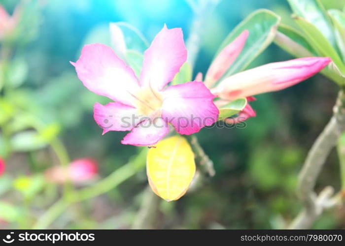 Flower isolated on white background