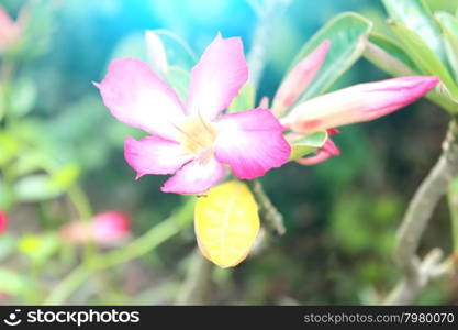 Flower isolated on white background