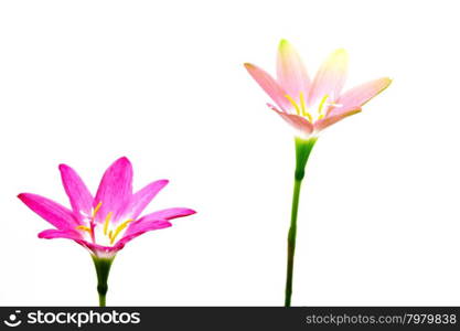 Flower isolated over white background