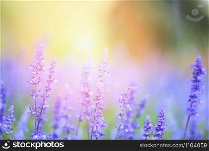 flower lavender fields , Blue Salvia flower blooming in the spring garden / salvia farinacea