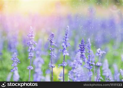 flower lavender fields , Blue Salvia flower blooming in the spring garden / salvia farinacea