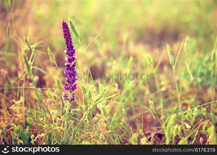 Flower lavender in the rays of the setting sun