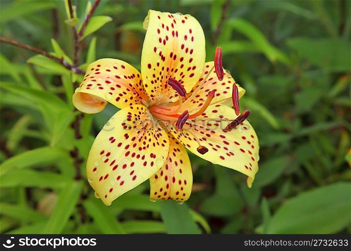 Flower Lily in garden