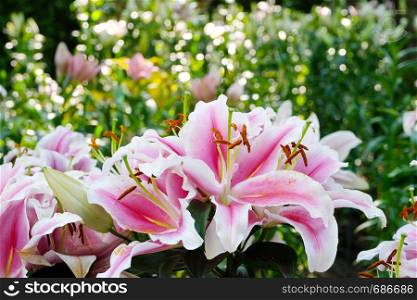 Flower nature background, Blossom pink lilly flower in spring season