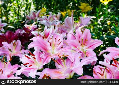 Flower nature background, Blossom pink lilly flower in spring season