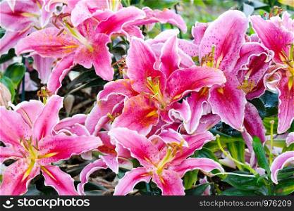 Flower nature background, Blossom pink lily flower in spring season