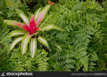 Flower Neoregelia Carolinae, Bromeliaceae, Flandria, Negre