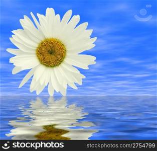 Flower of a camomile on a background of the sky with reflection in water