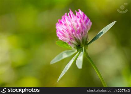 flower of a clovers