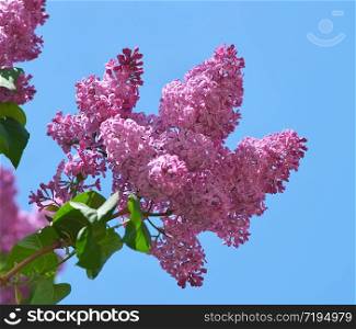 Flower of a lilac. Nature composition.
