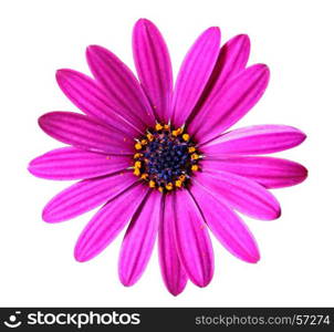 Flower of African daisy isolated on white background, closeup