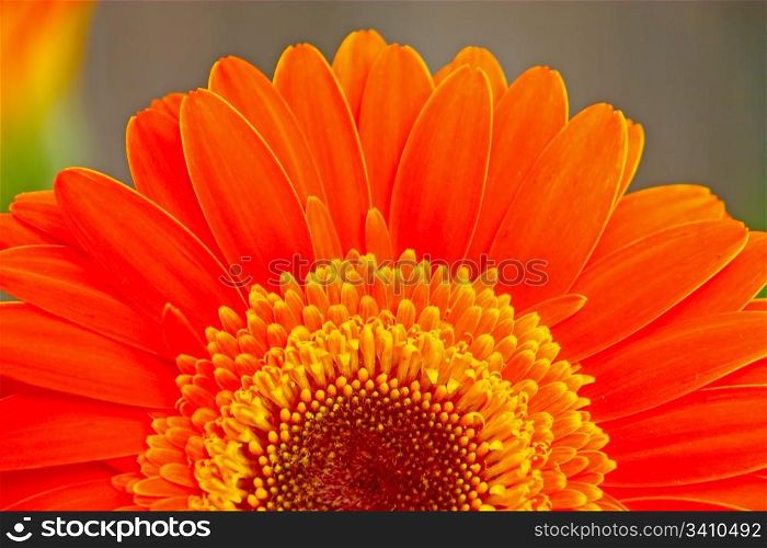 Flower of an orange gerber close-up
