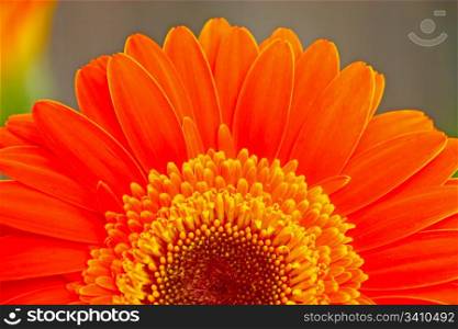 Flower of an orange gerber close-up
