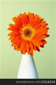 Flower of an orange gerber in a vase