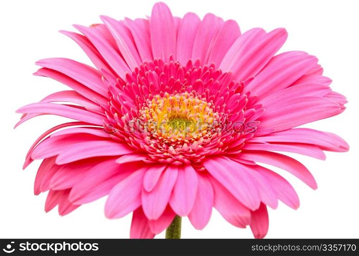 Flower of an pink gerber close-up