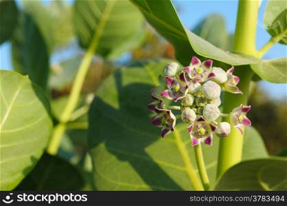 Flower of Apple of Sodom (Calotropis procera)