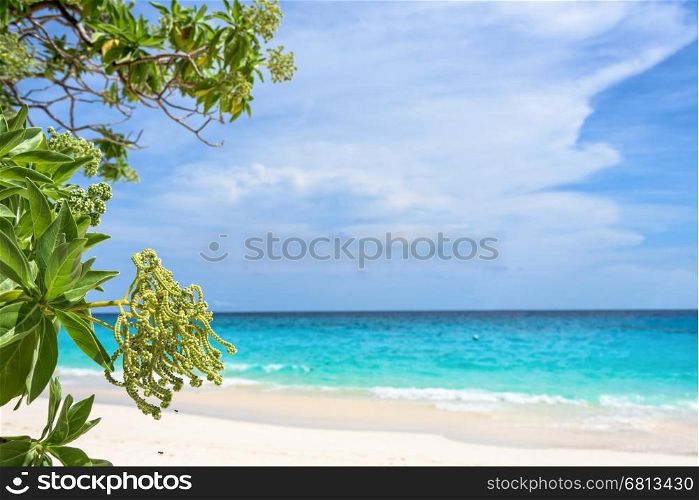 Flower of Argusia argentea or Heliotropium foertherianum on beautiful landscapes of sea and beach background under blue sky in summer at Miang island, Mu Ko Similan National Park, Phang Nga, Thailand