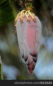 Flower of Banana, Banane, Musa X Paradisiaca L