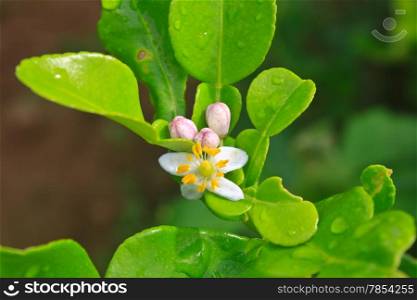 Flower of bergamot fruits on tree in garden