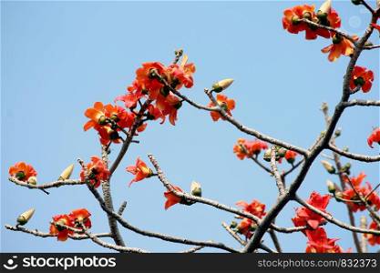flower of bombax ceiba tree or flower Cotton on Tree