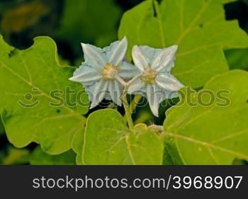 Flower of Brinjal, Eggplant, Solanum melongeana L