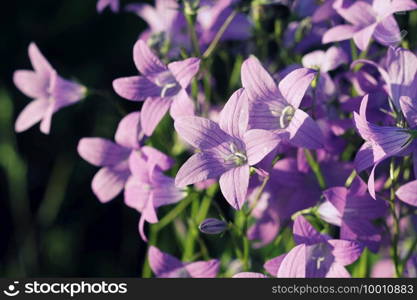 Flower of C&anula patula spreading bellflower in bloom on the meadow .. Flower of C&anula patula spreading bellflower in bloom on the meadow