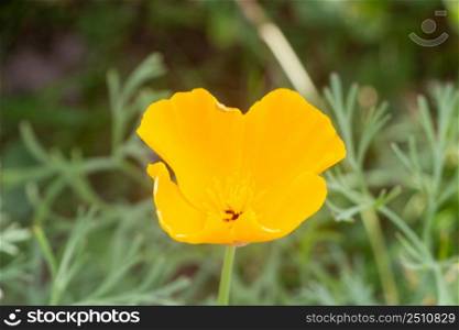 Flower of California poppy in a garden during spring