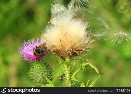 flower of Carduus with bumblebee. flower of Carduus its seeds and bumblebee collecting nectar