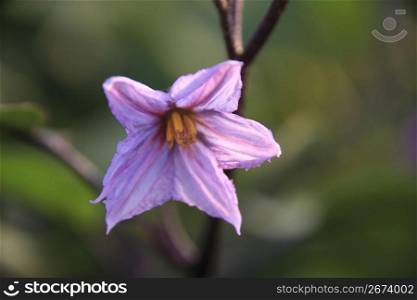 Flower of eggplant