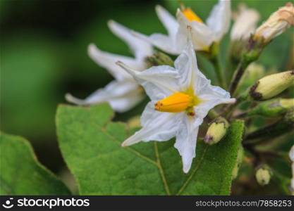 Flower of eggplant, white wild eggplant flowers blooming in nature