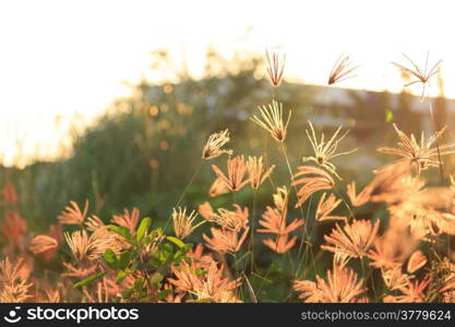 Flower of grass at sunset