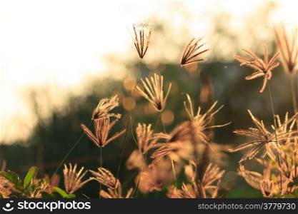 Flower of grass at sunset