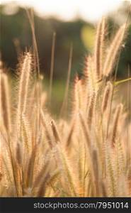 Flower of grass. Grass on the roadside in the evening sun shines.