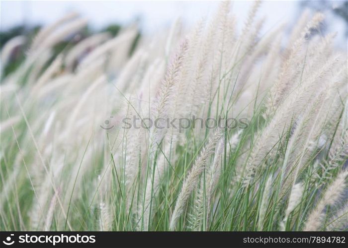 Flower of grass. White flowers that also depends on the grass beside the road. Blown by the wind that blows through.