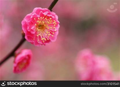 Flower of Japanese apricot