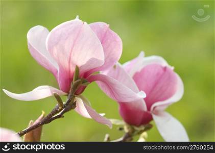 flower of magnolia tree