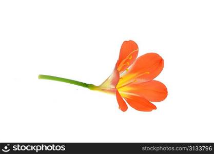 flower of orange Amaryllis, tropical bulbous plant