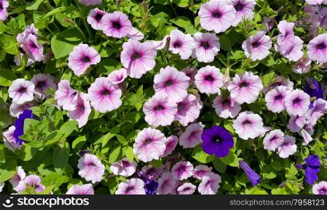 Flower of petunia natural bright background
