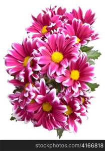 Flower of pink chrysanthemum