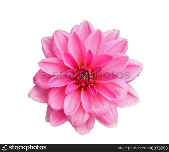 Flower of pink dahlia, isolated on white closeup