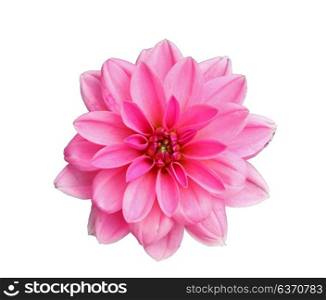 Flower of pink dahlia, isolated on white closeup
