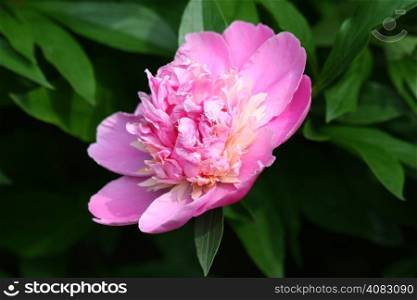 Flower of pink peony in urban garden