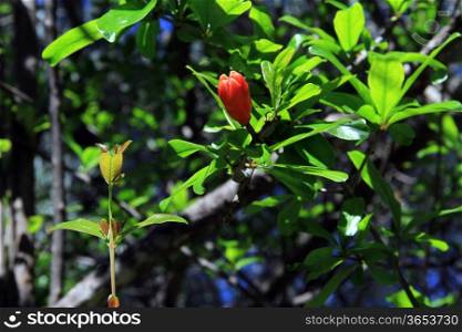 Flower of pomegranate on the branch of tree in orchard, Turkey