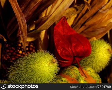 Flower of pumpkin. colorful ornamental vegetables with pumpkin flower, squirting cucumber and decorative corn